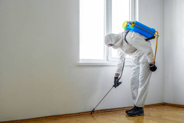 Wasp Removal Services in Masury, OH